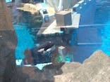 名古屋港水族館に投稿された画像（2024/5/4）
