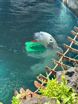天王寺動物園に投稿された画像（2024/5/4）