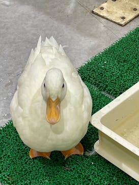 アニタッチアクアシティお台場に投稿された画像（2024/5/4）