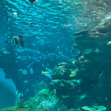 名古屋港水族館に投稿された画像（2024/5/4）