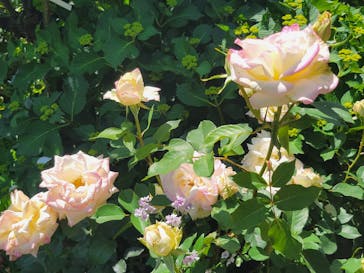 横浜イングリッシュガーデンに投稿された画像（2024/5/4）