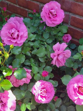 横浜イングリッシュガーデンに投稿された画像（2024/5/4）