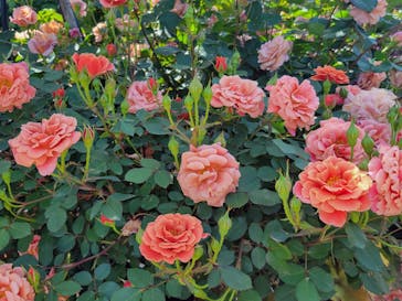 横浜イングリッシュガーデンに投稿された画像（2024/5/4）