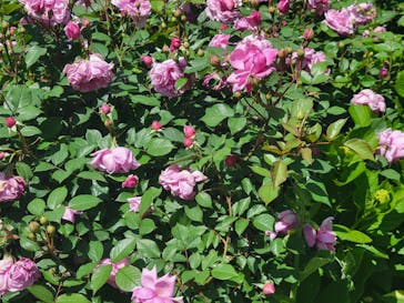 横浜イングリッシュガーデンに投稿された画像（2024/5/4）