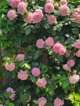 横浜イングリッシュガーデンに投稿された画像（2024/5/4）