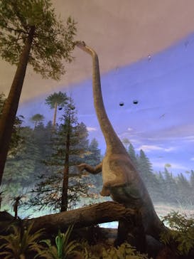 福井県立恐竜博物館に投稿された画像（2024/5/4）