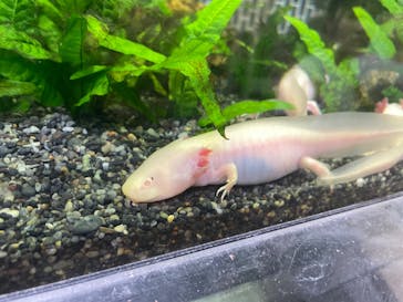 熱川バナナワニ園に投稿された画像（2024/5/4）