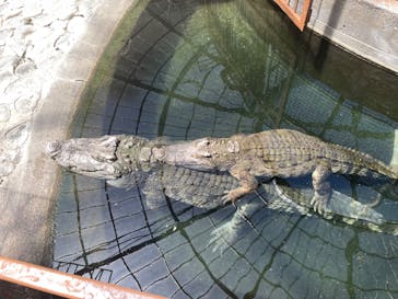 熱川バナナワニ園に投稿された画像（2024/5/4）