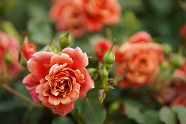 横浜イングリッシュガーデンに投稿された画像（2024/5/4）