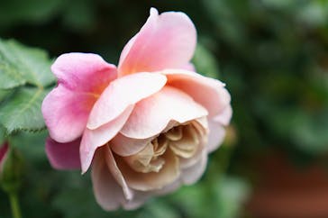 横浜イングリッシュガーデンに投稿された画像（2024/5/4）