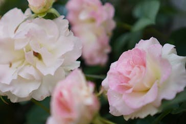 横浜イングリッシュガーデンに投稿された画像（2024/5/4）