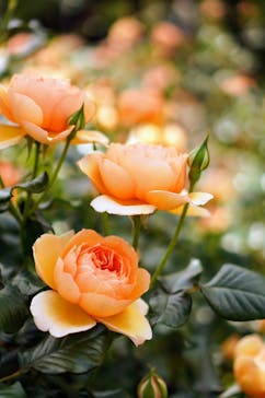 横浜イングリッシュガーデンに投稿された画像（2024/5/4）