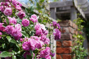 横浜イングリッシュガーデンに投稿された画像（2024/5/4）