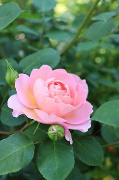 横浜イングリッシュガーデンに投稿された画像（2024/5/4）