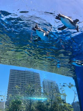 サンシャイン水族館に投稿された画像（2024/5/4）