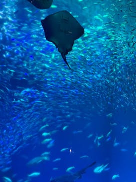 アクアワールド茨城県大洗水族館に投稿された画像（2024/5/4）