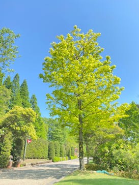 安城産業文化公園デンパークに投稿された画像（2024/5/4）