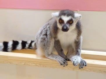 アニタッチアクアシティお台場に投稿された画像（2024/5/4）