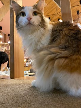 猫カフェモカ 名古屋栄店に投稿された画像（2024/5/4）