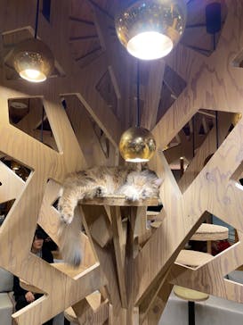 猫カフェモカ 名古屋栄店に投稿された画像（2024/5/4）