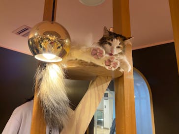 猫カフェモカ 名古屋栄店に投稿された画像（2024/5/4）