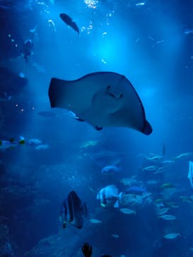 京都水族館に投稿された画像（2024/5/4）