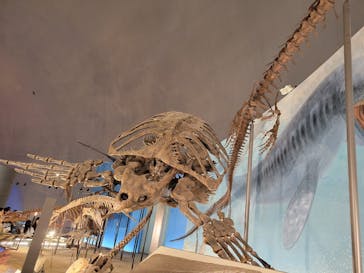 福井県立恐竜博物館に投稿された画像（2024/5/4）