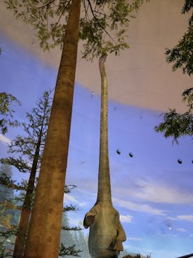 福井県立恐竜博物館に投稿された画像（2024/5/4）