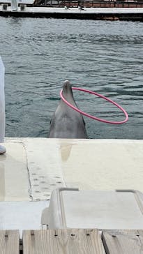 うみたま体験パーク 「つくみイルカ島」に投稿された画像（2024/5/4）