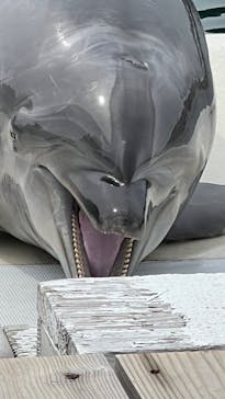 うみたま体験パーク 「つくみイルカ島」に投稿された画像（2024/5/4）