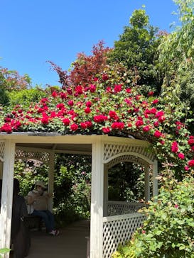 横浜イングリッシュガーデンに投稿された画像（2024/5/4）