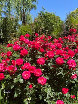 横浜イングリッシュガーデンに投稿された画像（2024/5/4）