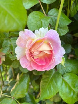 横浜イングリッシュガーデンに投稿された画像（2024/5/4）