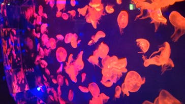 名古屋港水族館に投稿された画像（2024/5/4）