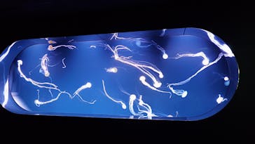 サンシャイン水族館に投稿された画像（2024/5/4）
