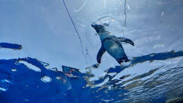 サンシャイン水族館に投稿された画像（2024/5/4）