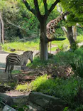 天王寺動物園に投稿された画像（2024/5/4）