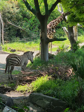 天王寺動物園に投稿された画像（2024/5/4）