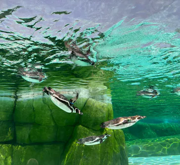 天王寺動物園に投稿された画像（2024/5/4）