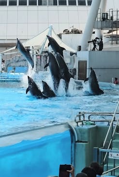 名古屋港水族館に投稿された画像（2024/5/4）