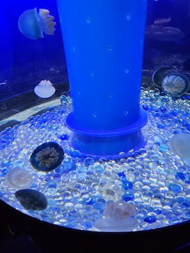 世界淡水魚園水族館　アクア・トトぎふに投稿された画像（2024/5/4）