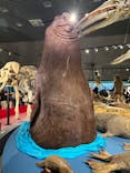 特別展「大哺乳類展３－わけてつなげて大行進」に投稿された画像（2024/5/4）