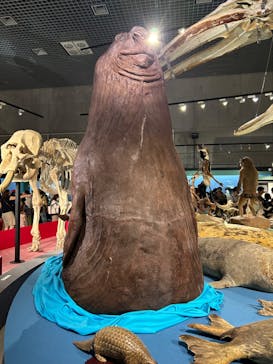 特別展「大哺乳類展３－わけてつなげて大行進」に投稿された画像（2024/5/4）