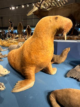 特別展「大哺乳類展３－わけてつなげて大行進」に投稿された画像（2024/5/4）