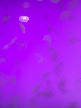 アクアワールド茨城県大洗水族館に投稿された画像（2024/5/4）