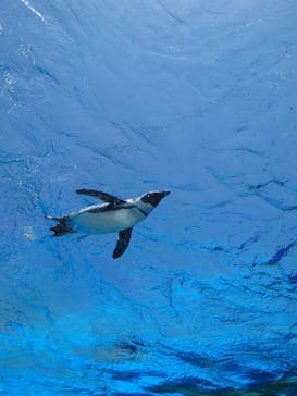 サンシャイン水族館に投稿された画像（2024/5/4）