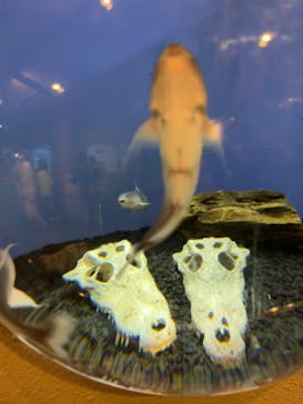 しながわ水族館に投稿された画像（2024/5/4）