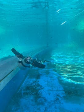 アクアワールド茨城県大洗水族館に投稿された画像（2024/5/4）