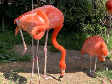 岩手サファリパークに投稿された画像（2024/5/4）