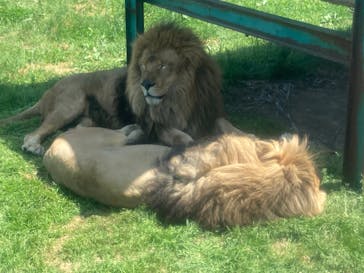 岩手サファリパークに投稿された画像（2024/5/4）